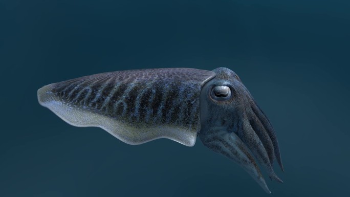 海底世界 乌贼 墨鱼 喷墨逃跑 3D动画