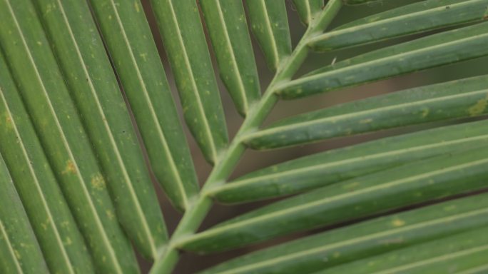 椰子叶，热带概念，墨西哥