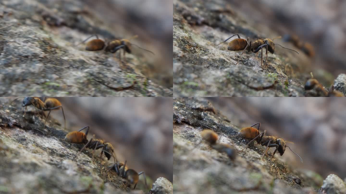 树皮上的棕色蚂蚁危险红火蚁白蚁
