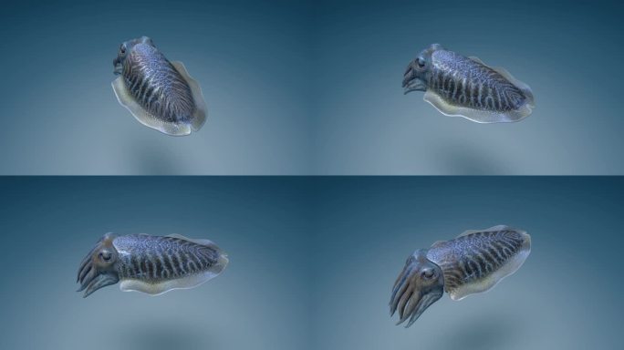 海底世界 乌贼 墨鱼 墨斗鱼 3D动画