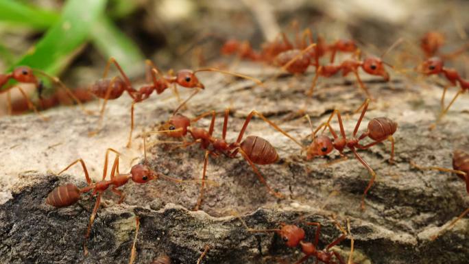 蚁巢是一个庞大的帝国
