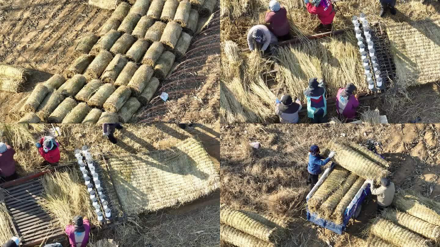 冬季农民缝制草帘子