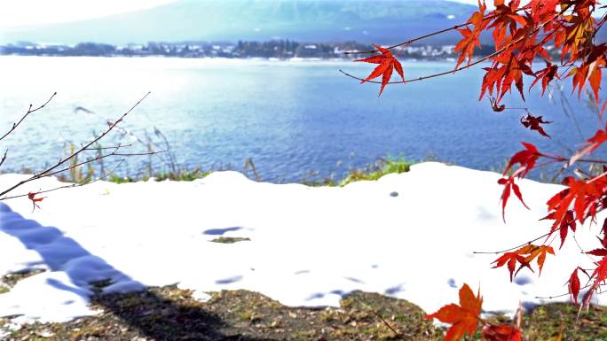 鹤在日本山梨县kawaguchiko湖拍摄富士山