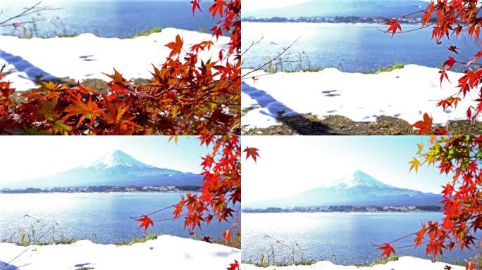 鹤在日本山梨县kawaguchiko湖拍摄富士山
