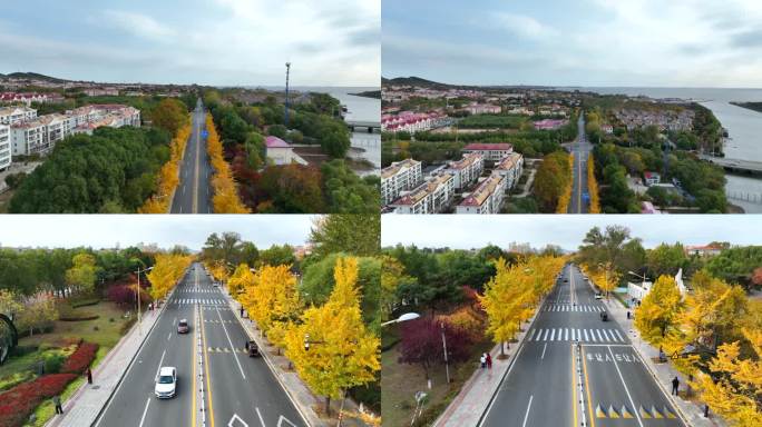 银杏 秋景 黄色街道 秦皇岛 北戴河街道