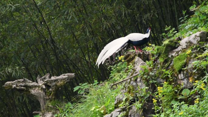 高清四川乐山沐川雄白鹇