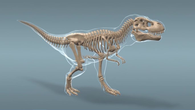 霸王龙 食肉恐龙 恐龙 骨骼 三维动画