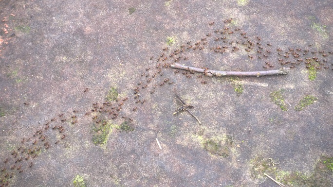 蚂蚁大巡游动物世界蚂蚁窝大自然特写