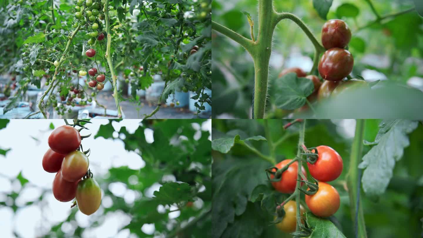 各种颜色的番茄