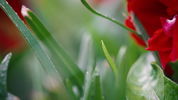 穿过绿草虚化背景花草穿梭花草绿叶