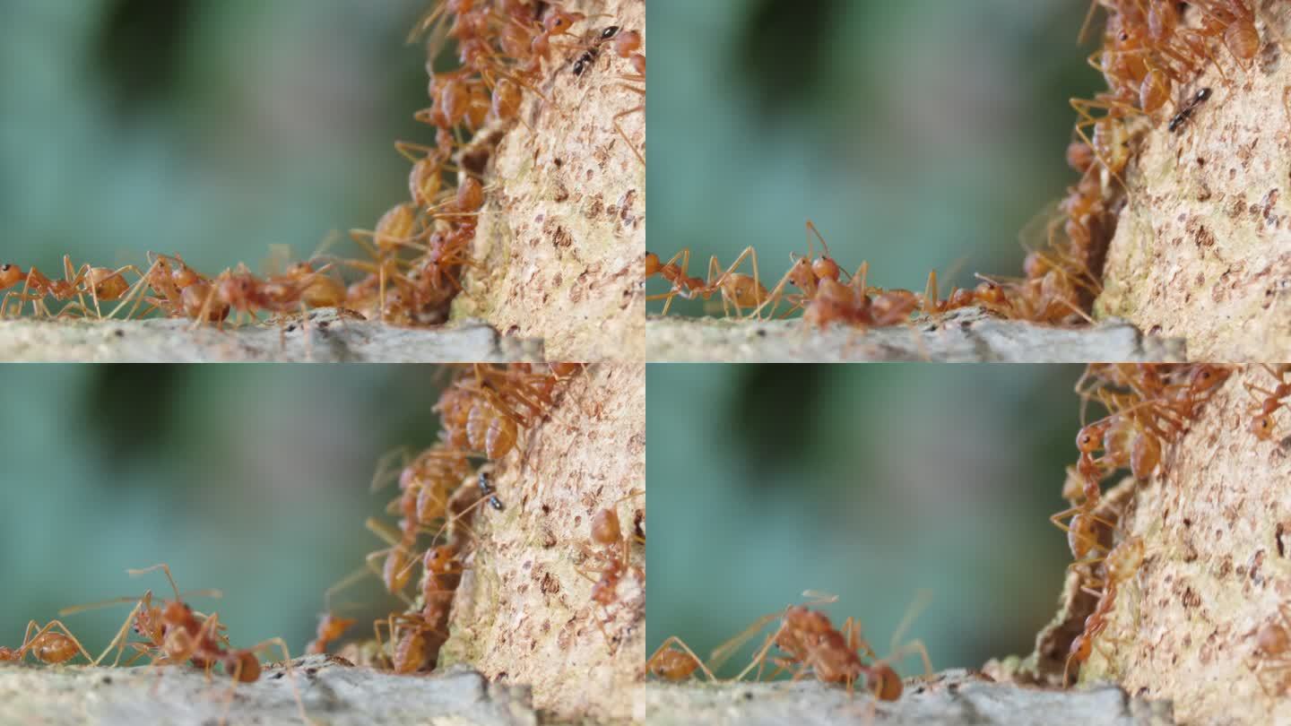 红蚂蚁在搬运猎物红蚂蚁群搬运微观世界