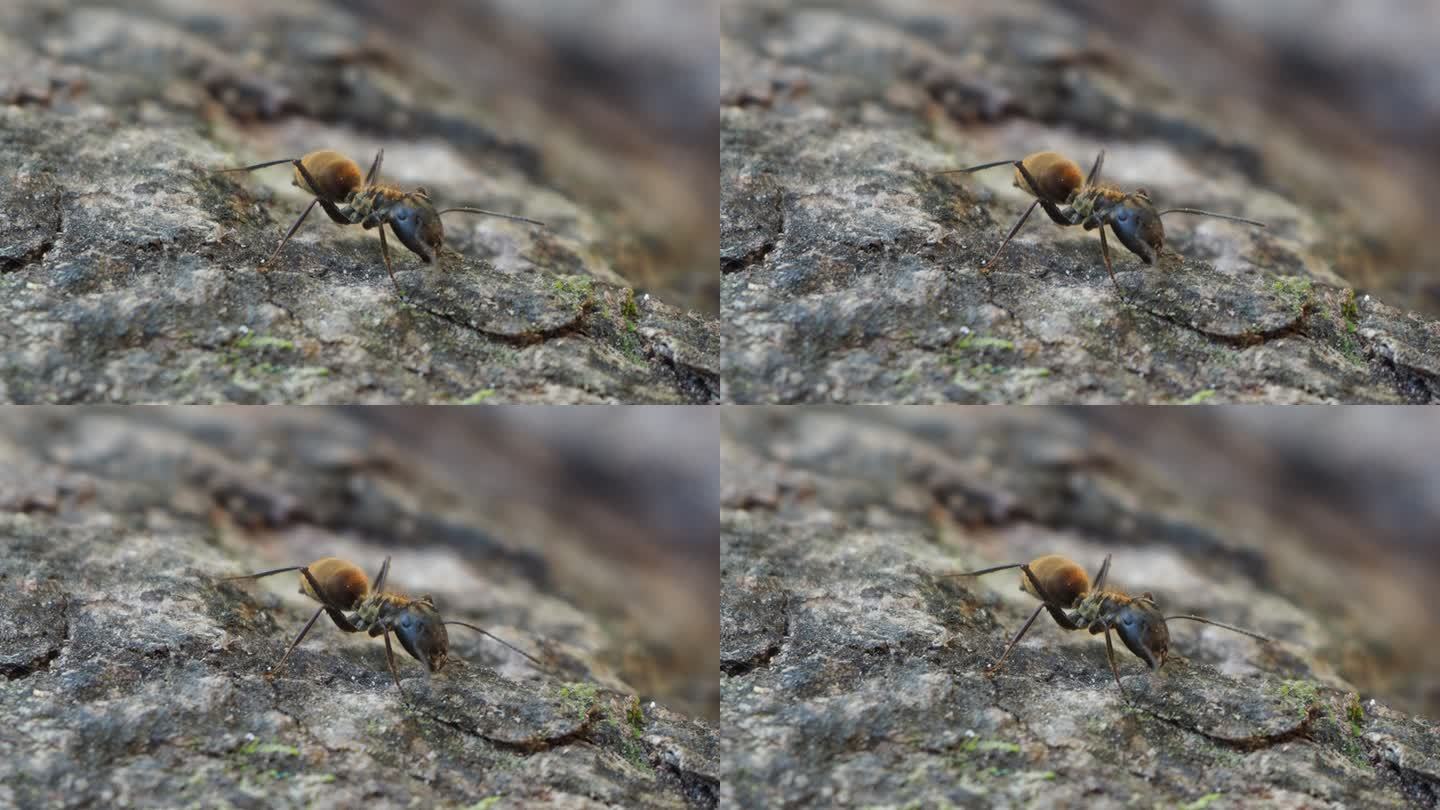 树皮上的棕色蚂蚁动物世界蚂蚁大自然特写
