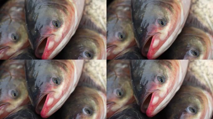 捕鱼 养鱼 渔民 收鱼 鱼贩 湖北 鱼塘