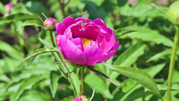 乡村振兴芍药花中医药草本植物花卉蜜蜂采蜜