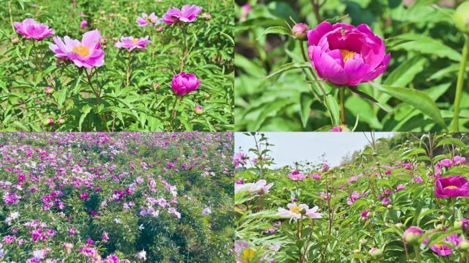 乡村振兴芍药花中医药草本植物花卉蜜蜂采蜜