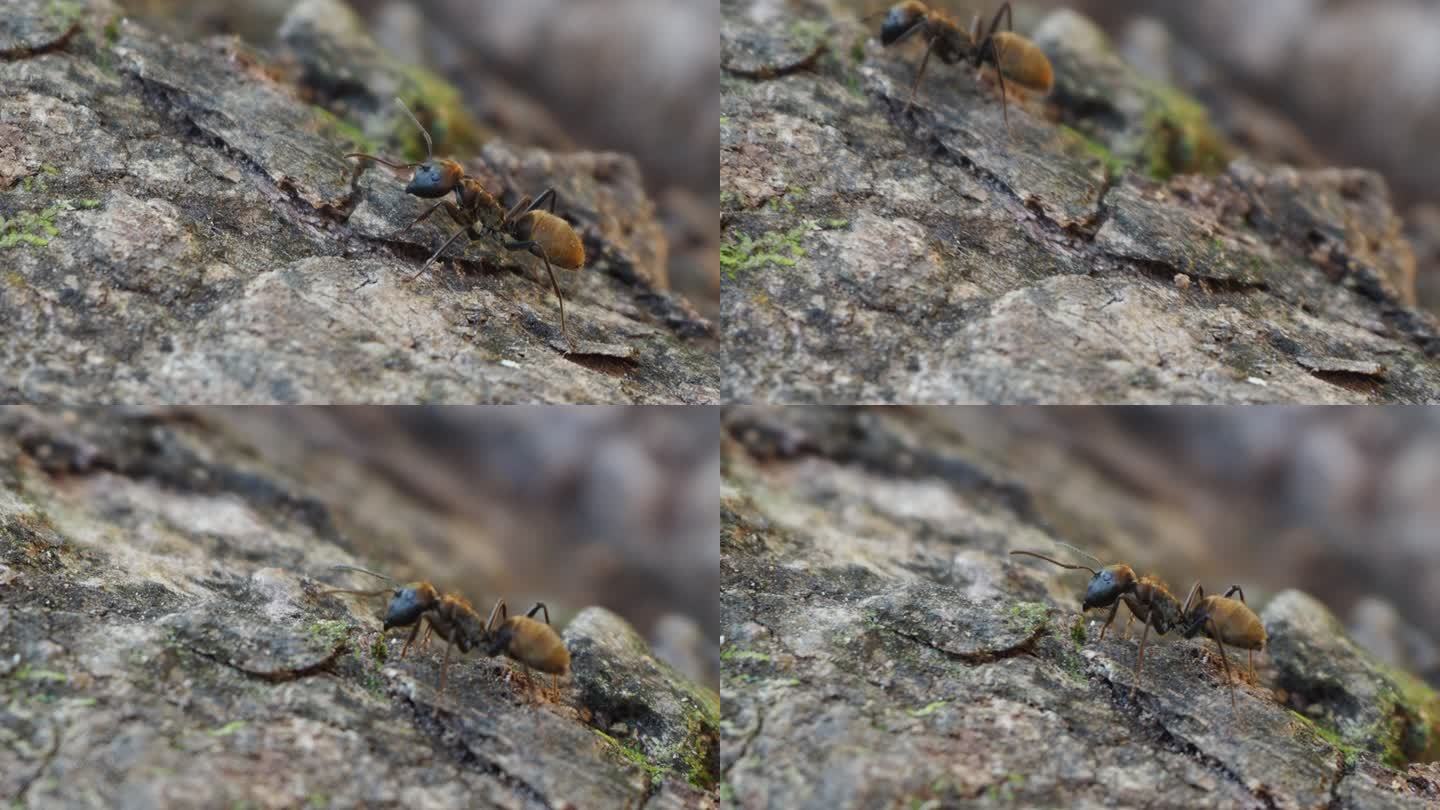 树皮上的棕色蚂蚁危险红火蚁白蚁