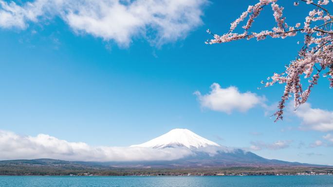 来自山中湖的富士山，樱花作为蓝天的前景