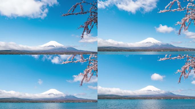 来自山中湖的富士山，樱花作为蓝天的前景