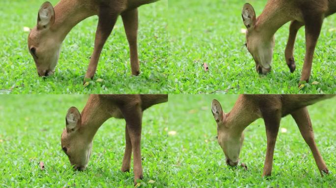 一只正在吃草的鹿