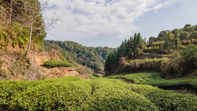 武夷山岩茶大红袍茶园景观蓝天白云延时视频