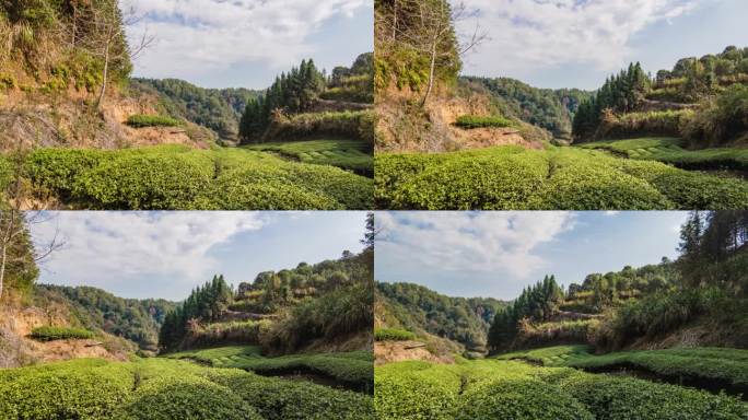 武夷山岩茶大红袍茶园景观蓝天白云延时视频