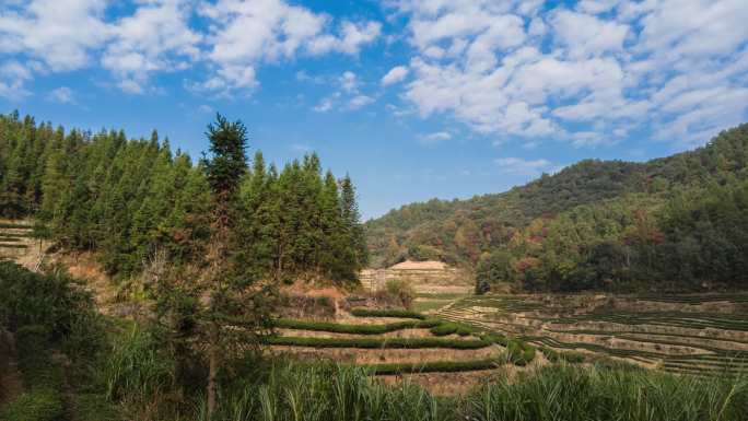 武夷山岩茶大红袍茶园风景蓝天白云延时视频