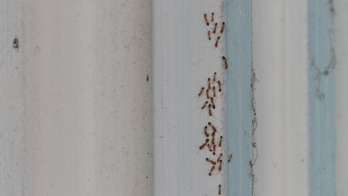 红蚁在墙上爬行。生物灾害小劳动