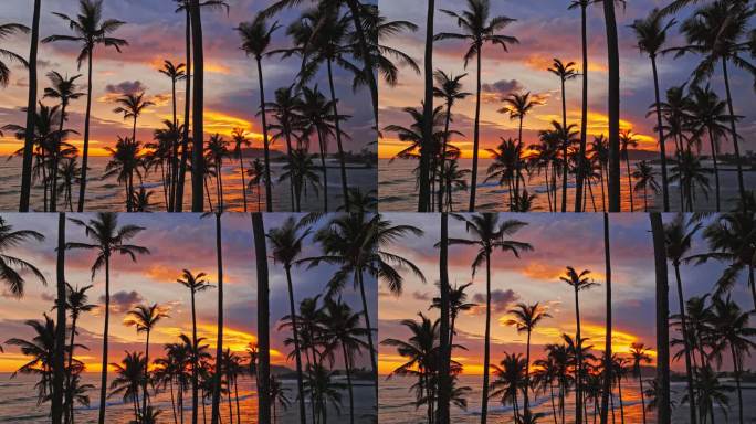 斯里兰卡Mirissa日落时分的棕榈树