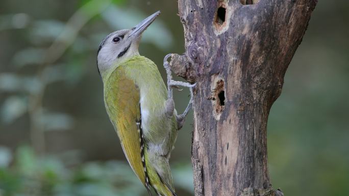 啄木鸟：成年雌性黑颈啄木鸟、灰头啄木鸟或灰面啄木鸟（Picus canus）