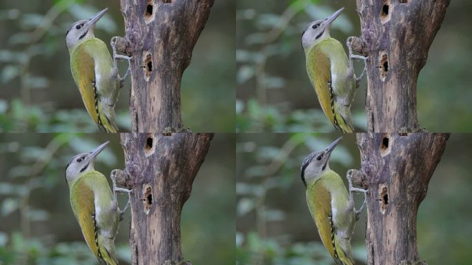 啄木鸟：成年雌性黑颈啄木鸟、灰头啄木鸟或灰面啄木鸟（Picus canus）