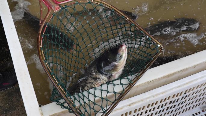 疫情武汉白沙洲水产市场 贩鱼 卖鱼 市场