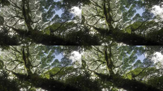 哥斯达黎加丛林中的树叶显示出被切叶蚁破坏的迹象