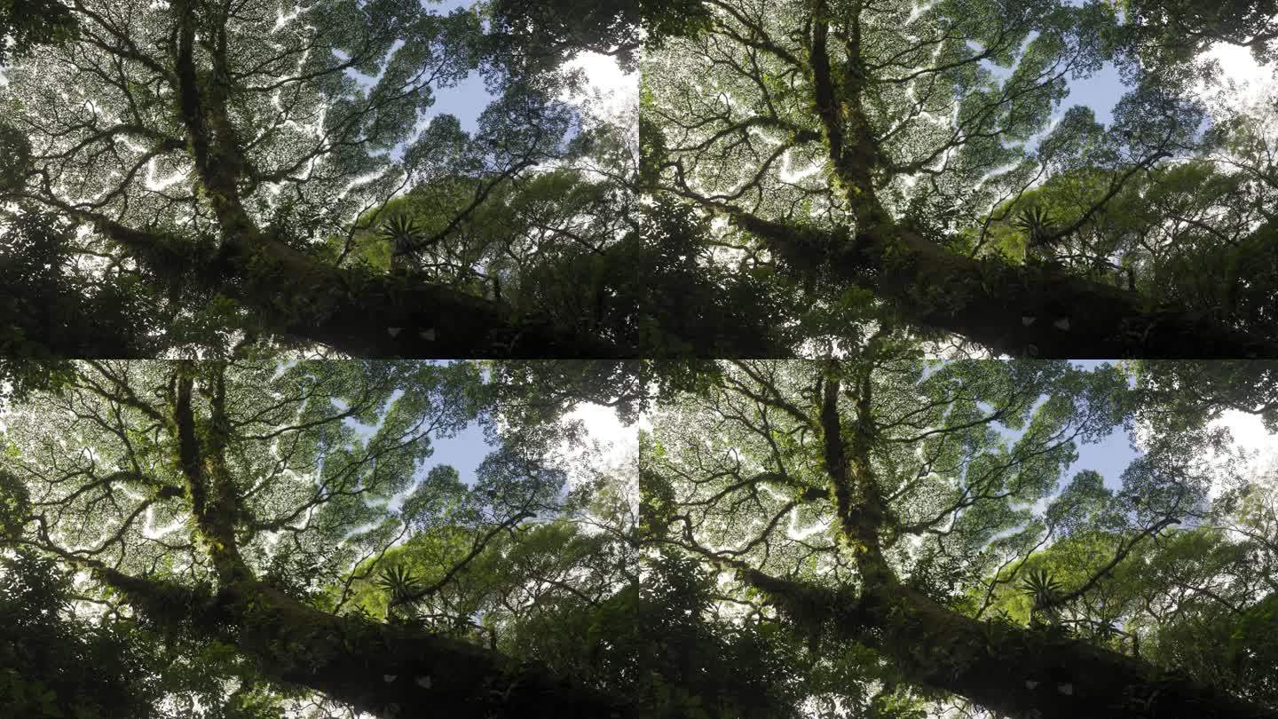 哥斯达黎加丛林中的树叶显示出被切叶蚁破坏的迹象