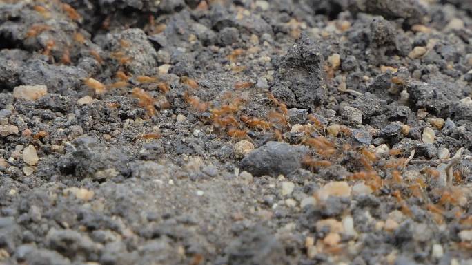 红蚂蚁在地上走进蚁巢。