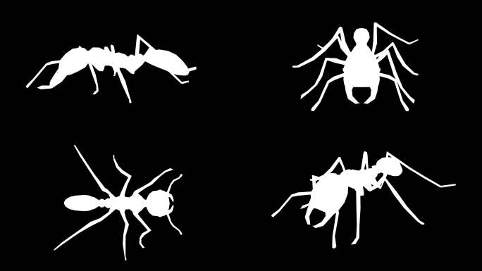 黑色背景上行走的蚂蚁剪影。动物、野生动物、游戏、返校、3d动画、短视频、电影、卡通、有机、色度键、人