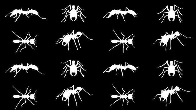 黑色背景上行走的蚂蚁剪影。动物、野生动物、游戏、返校、3d动画、短视频、电影、卡通、有机、色度键、人