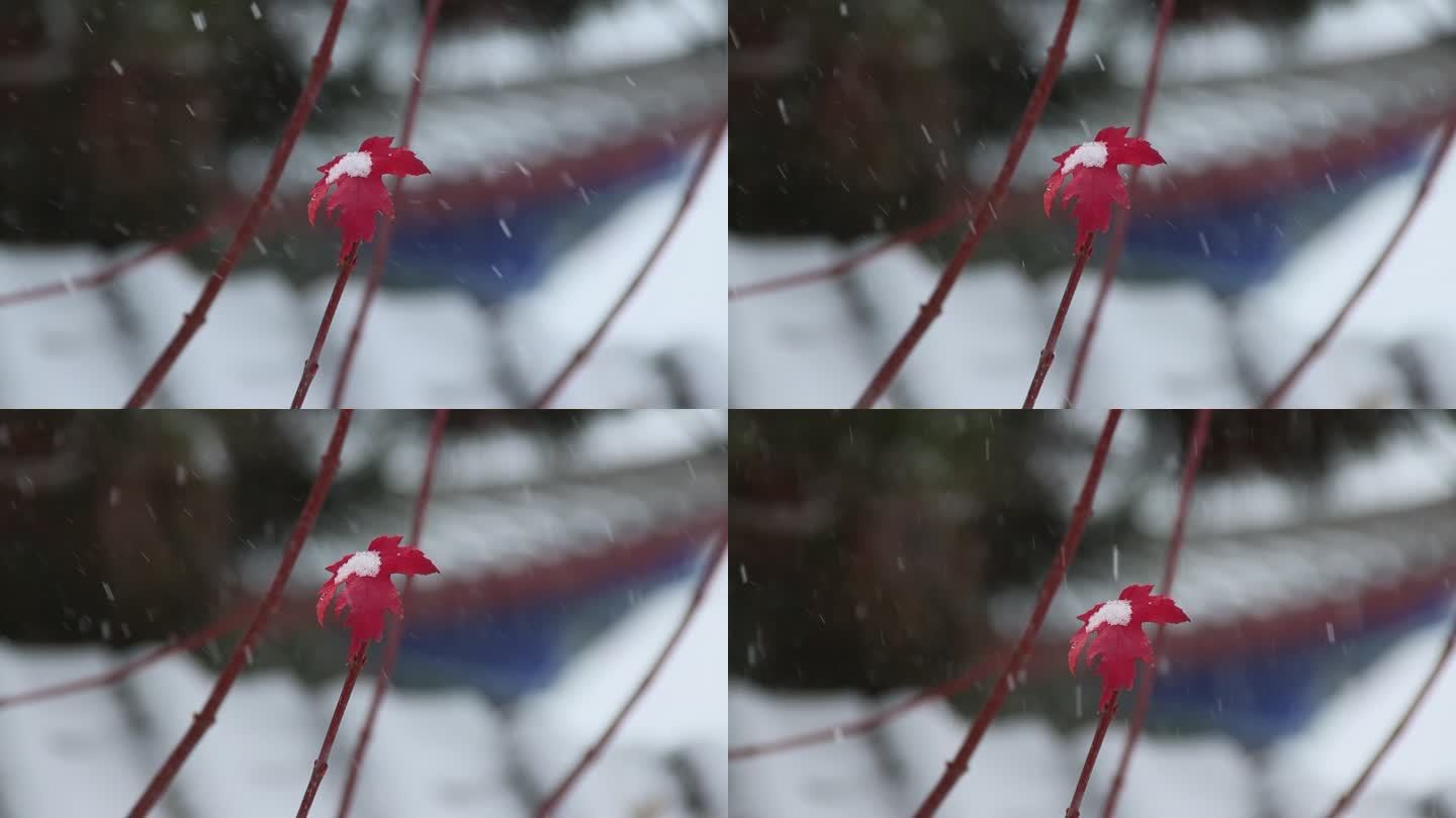 雪景