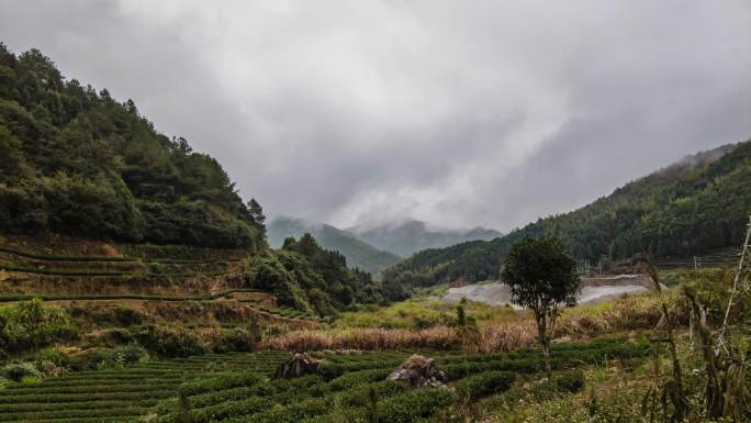 武夷山岩茶大红袍茶园山雾云雾风景延时视频