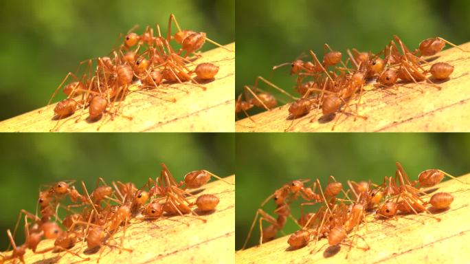 蚂蚁特写实拍高清视频素材4k