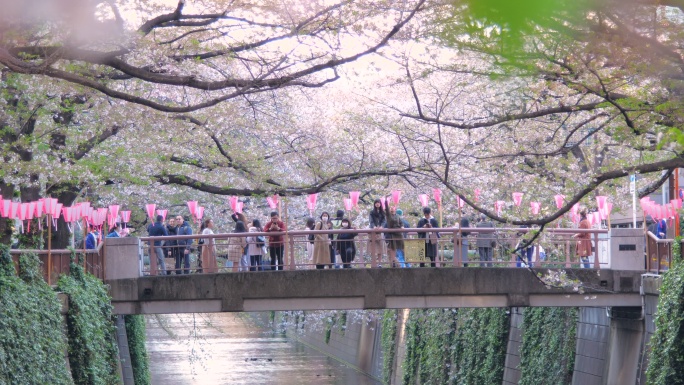 日本东京梅古河樱花飘落