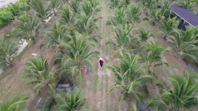 鸟瞰图：亚洲中年女农民在开始为椰奶产业服务之前，使用数字平板电脑检查她的椰子树农场，沿着小运河之间的