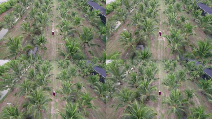 鸟瞰图：亚洲中年女农民在开始为椰奶产业服务之前，使用数字平板电脑检查她的椰子树农场，沿着小运河之间的