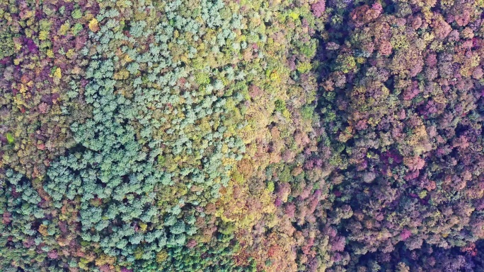 航拍秋天的原始森林