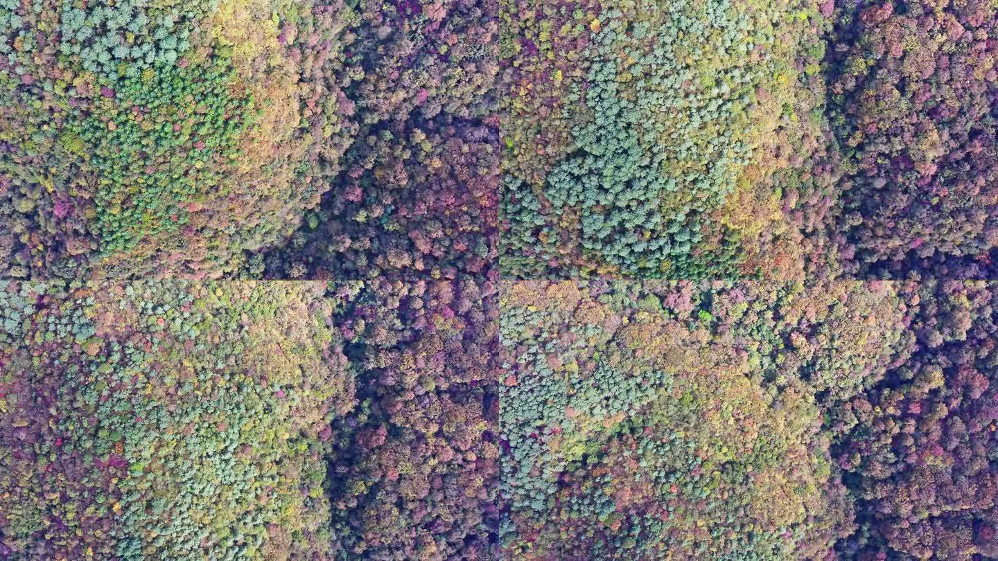 航拍秋天的原始森林