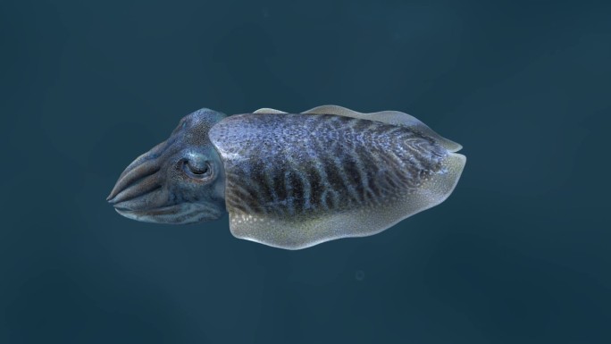 海底世界 乌贼 墨鱼 墨斗鱼 3D动画