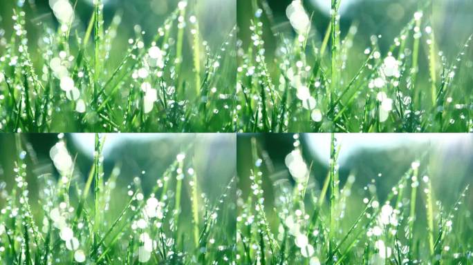 清晨带露珠的绿草清晨露水绿色生态草地