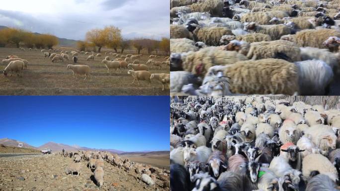 西藏羊群