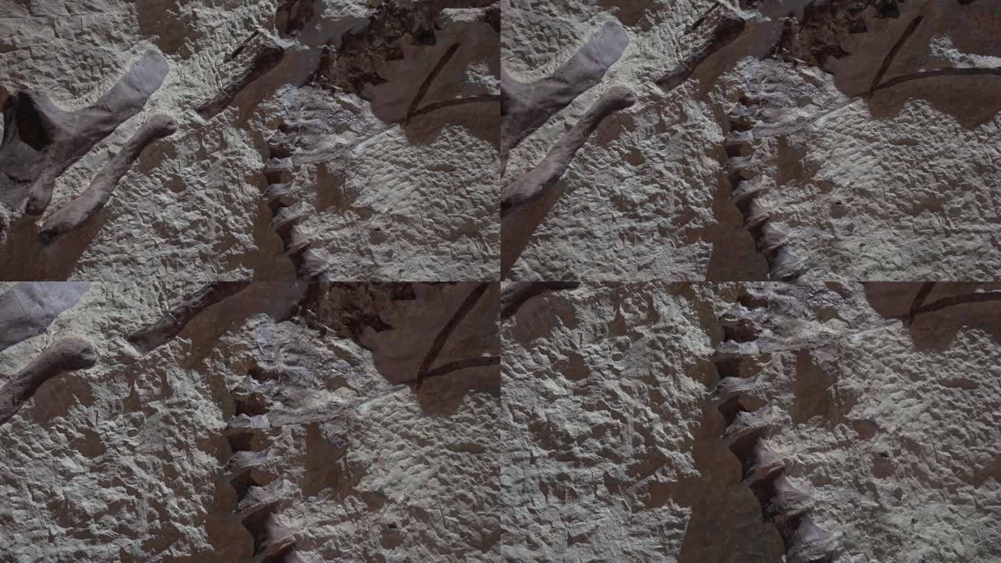 化石骨骼