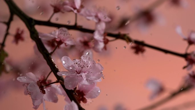 樱花 花瓣 水滴 雨滴落在花朵上