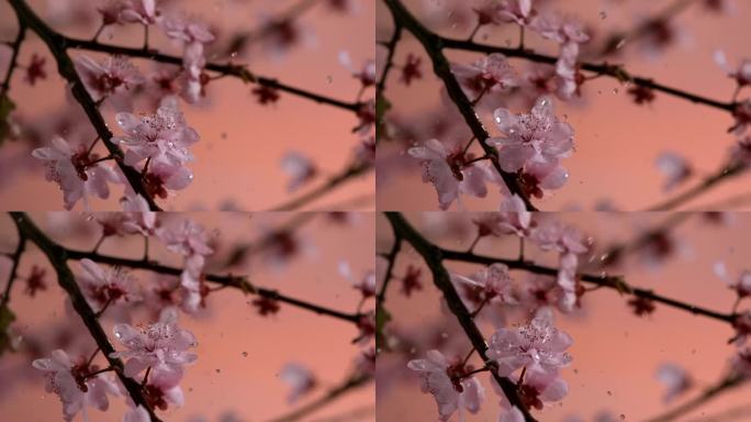 樱花 花瓣 水滴 雨滴落在花朵上